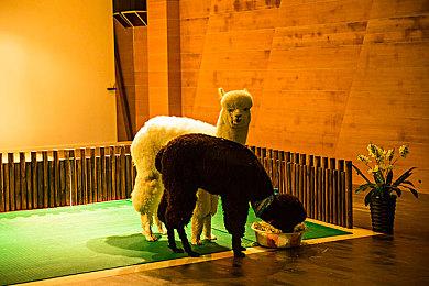 下载别人老婆？ 《inZOI云族裔》热门捏脸角色分享